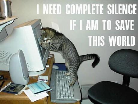 funny_cat_pictures_pc_3[1]